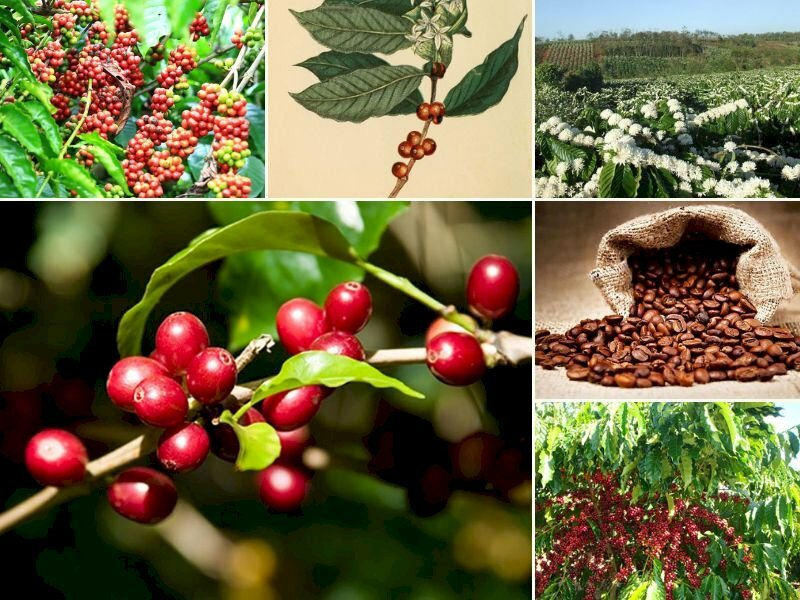 Bản tin nông sản hôm nay (27-7): Giá cà phê giảm, giá hồ tiêu khởi sắc